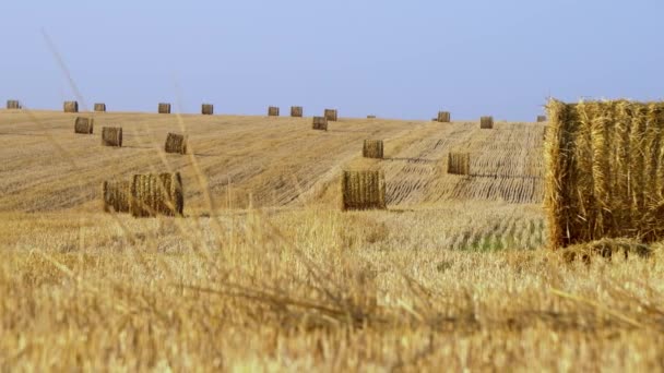 Μεγάλο αγροτικό χωράφι με χρυσές μπάλες σανό στο παρασκήνιο. 4K — Αρχείο Βίντεο