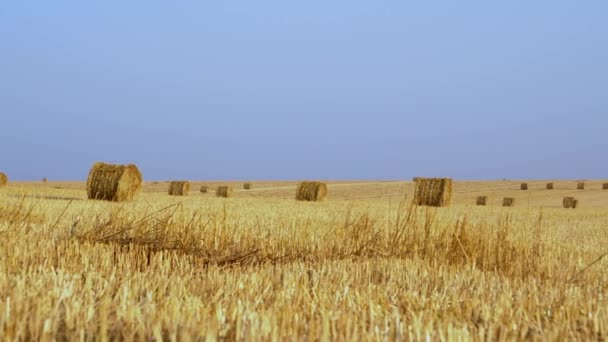 Сено золотого цвета, против голубого неба. Пшеничное поле осенью после сбора урожая. 4K — стоковое видео