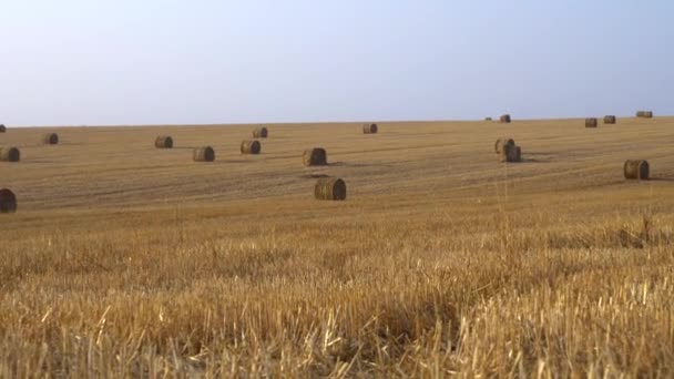 Прогулка по сельскому пшеничному полю, на заднем плане большое количество сена закатывается в тюки — стоковое видео