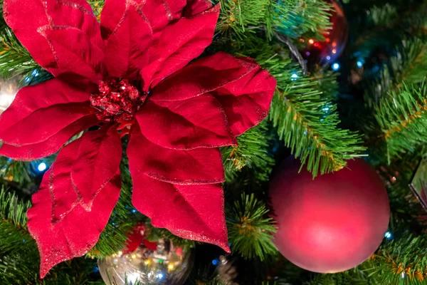 Weihnachtsschmuck rote Blume hängt an einem Ast Girlande ist — Stockfoto