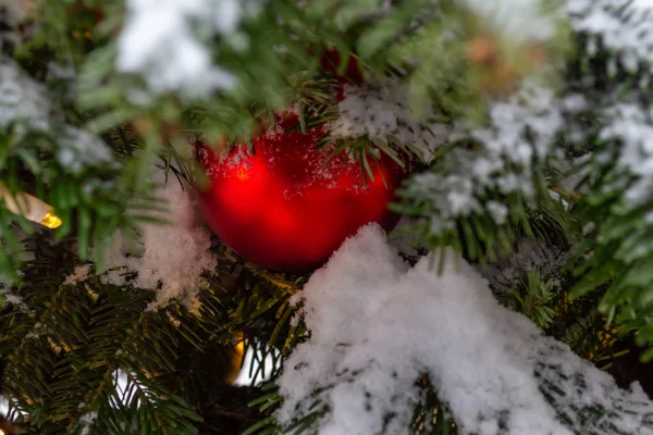 Christmas decorations. Real fir tree covered with snow. Christma — Stock Photo, Image