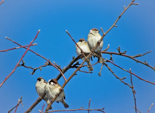 Moineaux Ordinaires Assis Sur Les Branches Arbre Contre Ciel Bleu — Photo