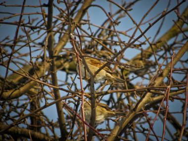 Bir ağacın gökyüzüne karşı kışın serçeler, kuşlar gri.