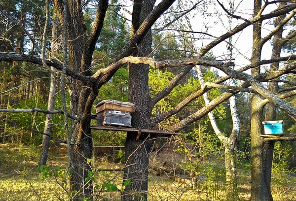 Casas Madera Abeja Trampas Cuelgan Los Árboles Para Captura Abejas —  Fotos de Stock