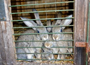 Aile bir kafes içinde gri Tavşan.