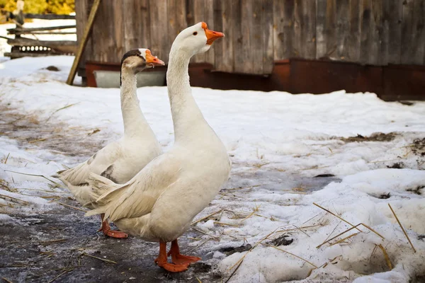 A pair of geese, he and she are walking in the courtyard of the village on the eve of spring.