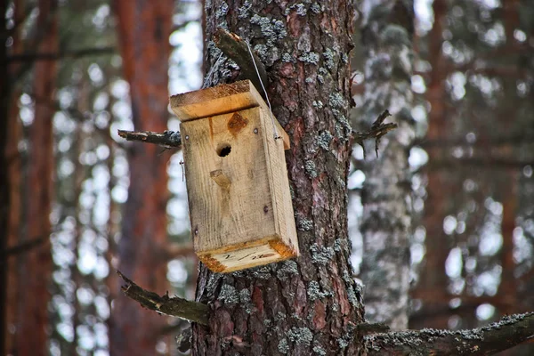 Vogelhäuschen auf dem Baum wartet auf die Stare, am Vorabend des Frühlings im Wald — Stockfoto