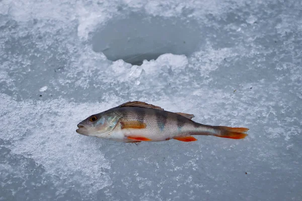 Рыбный Окунь Пойманный Зимой Льду — стоковое фото