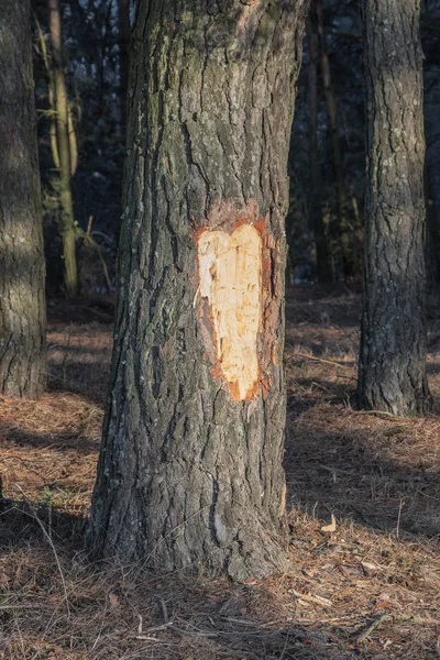 소나무 숲에서 다진된 껍질 남자 밴 댈을. — 스톡 사진