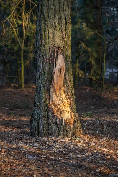 소나무 숲에서 다진된 껍질 남자 밴 댈을. — 스톡 사진