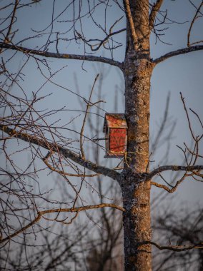 Ormanda bahar arifesinde starlings için bekleyen ağaçta kuş yuvası