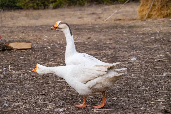 Un par de gansos blancos de pura raza él y ella en el patio en la primavera en marzo —  Fotos de Stock