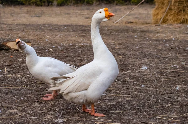 Um par de gansos brancos de raça pura ele e ela no quintal na primavera em março — Fotografia de Stock