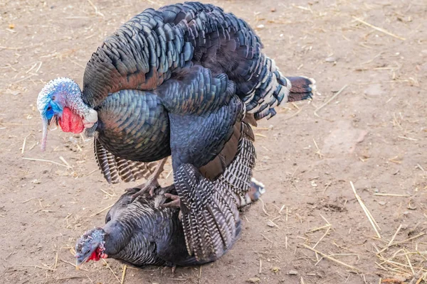 Erkek arkadaşları ile birlikte Türkiye'de, Bahar sezonu yerde aşk
