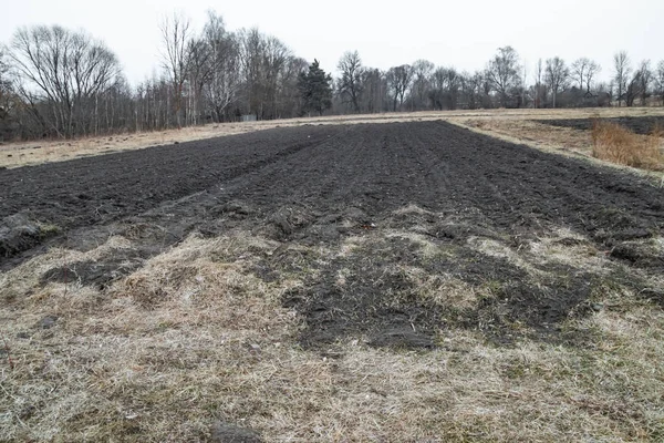 Cultivated soil for sowing grain, spring growing season