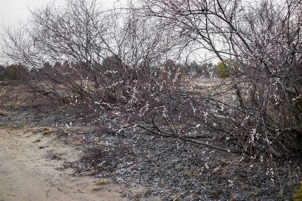 Mart açık havada bahar tomurcukları willow. — Stok fotoğraf