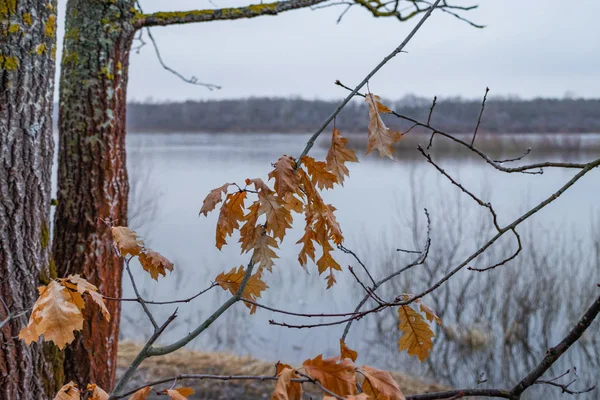 Hojas coloridas de roble amarillo de cerca, en la temporada de otoño — Foto de Stock