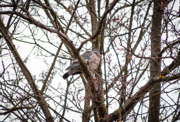 Paloma es salvaje, en primavera se sienta en una rama de árbol cerca y arrullando —  Fotos de Stock