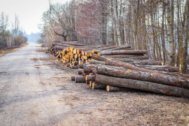 Bahar taze yeşil kızılağaç endüstriyel planlı ormansızlaşma yolu boyunca yerde yatıyor