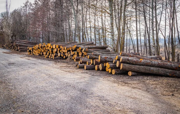 Deforestación industrial planificada en primavera aliso verde fresco se encuentra en el suelo a lo largo de la carretera — Foto de Stock