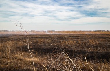 Bir alan içinde ortaya çıkmak, ateş hayvanlarla kuru ot yakar.