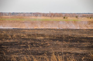 Bir alan içinde ortaya çıkmak, ateş hayvanlarla kuru ot yakar.