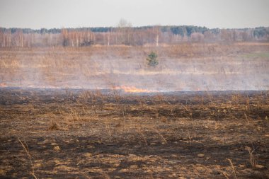 Bir alan içinde ortaya çıkmak, ateş hayvanlarla kuru ot yakar.