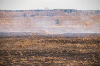 Bir alan içinde ortaya çıkmak, ateş hayvanlarla kuru ot yakar.