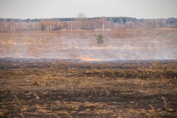 Emergency in a field, fire burns dry grass with animals