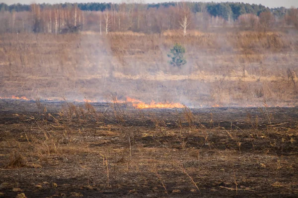 Emergency in a field, fire burns dry grass with animals