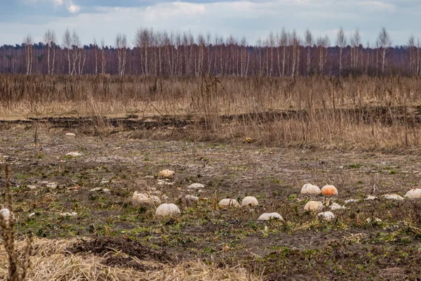 Kışın, kabak hasat gitti, onlar zamanında hasat değil sonbaharda, hasat kaybettiler. — Stok fotoğraf
