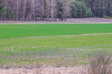 Bahar buğday tahıl alanında Filiz, yeni mahsul ekmek görünür