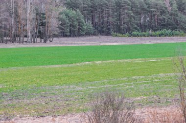 Bahar buğday tahıl alanında Filiz, yeni mahsul ekmek görünür