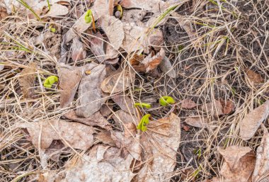Genç bitkiler güneş ışığı yere onların yol yapmak