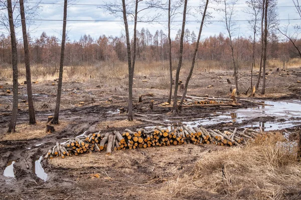 Industrial planned deforestation in spring, fresh alder lies on the ground among the stumps