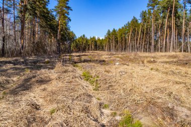Genç fidan toprak ormansızlaşma sitesinde çam