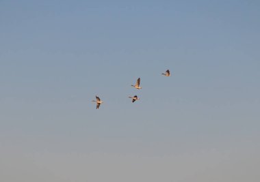Baharda ilk yaban kazları uçtu, Bahar, kazlar uçuş belirtileri