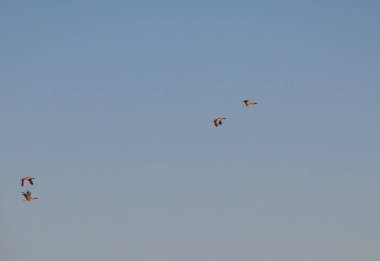 Baharda ilk yaban kazları uçtu, Bahar, kazlar uçuş belirtileri