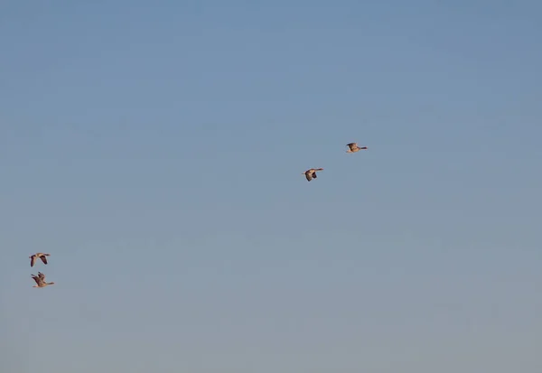 Весной летели первые дикие гуси, признаки весны, гуси в полете — стоковое фото