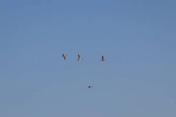 In the spring, the first wild geese flew, signs of spring, geese in flight — Stock Photo, Image