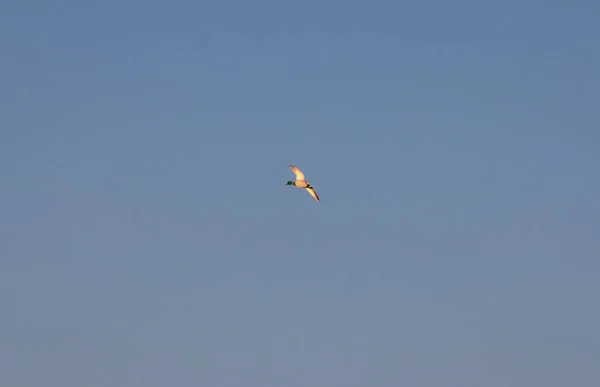 Весной летели первые дикие утки, признаки весны, утка в полете — стоковое фото