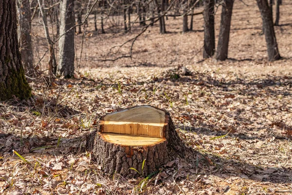 참나무 절단은 불법, 오크 그로브에서 기물 파손 — 스톡 사진