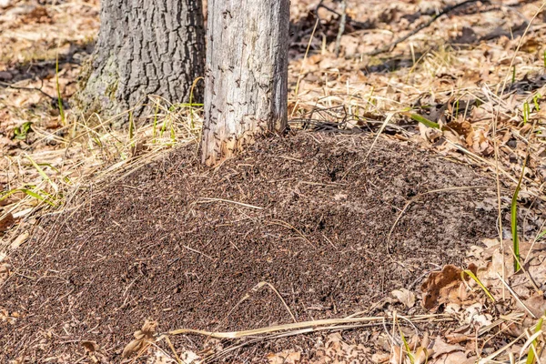 봄 숲에는 개미 집, 개미는 팀으로 일 — 스톡 사진