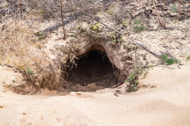 Tilki, Groundhog, Habitat için yere Burrow
