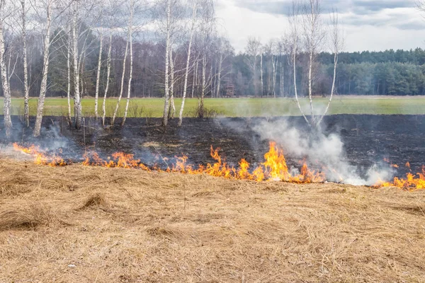 Emergency in a field, fire burns dry grass with animals