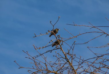 Bir ağacın üzerinde oturup bir bahar şarkısı, bahar sembolü şarkı.