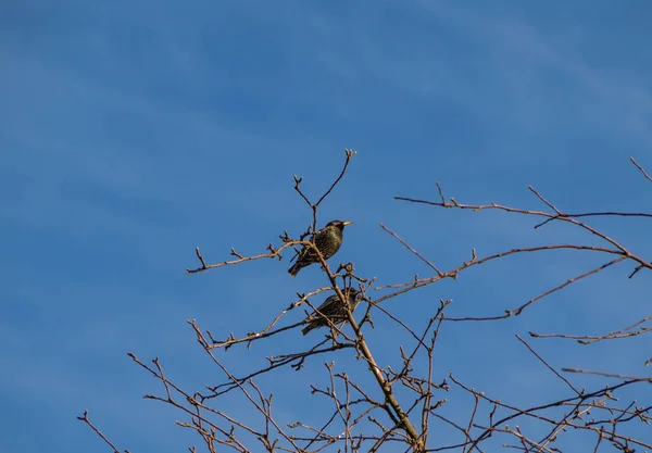 Gli storni siedono su un albero e cantano una canzone primaverile, simbolo della primavera . — Foto Stock