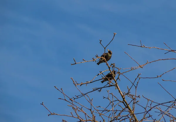 Los estorninos se sientan en un árbol y cantan una canción de primavera, un símbolo de primavera . — Foto de Stock