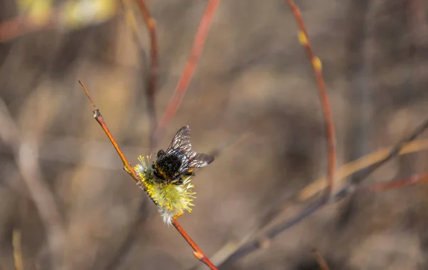 Bumblebee összegyűjti nektárt pollen, beporzódik egy virág — Stock Fotó