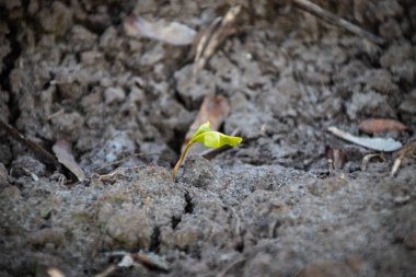 Genç bitkiler güneş ışığı yere onların yol yapmak